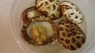 How to cook dried shiitake mushrooms Tutorial and Review [upl. by Holden]