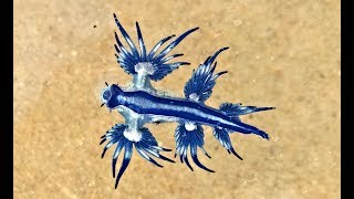 Blue Sea slug Glaucus Atlanticus Australia unedited [upl. by Hnid]