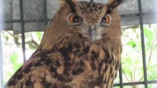 Eurasian Eagle Owl Orange Eyes Wingspan 6 Ft 1 of Largest Owls in the World at Alligator Adventure [upl. by Aiyekal823]