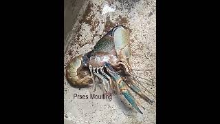 Proses Moulting Lobster Air Tawar [upl. by Colt]