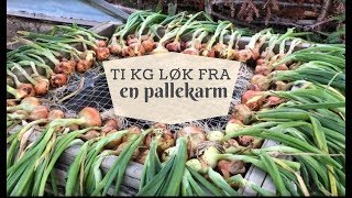 Ti kg løk fra en pallekarm [upl. by Fang]