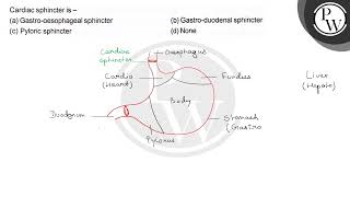 Cardiac sphincter is  a Gastrooesophageal sphincter b Gastr [upl. by Ssegrub573]