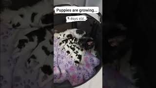 Puppy Fix Puppies with Mama pets doglover puppyfix puppies puppyspot puppy Biewer [upl. by Barton329]