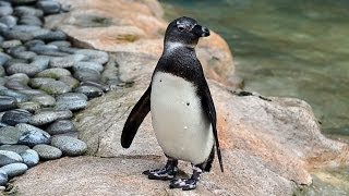 Penguin Bloopers Chocolate the African Penguin [upl. by Vinna]