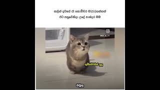 😗❤️මගෙ suddoo😗❤️subscribe 500k sinhalaquotes sinhala cute goviralfyp fypyoutube [upl. by Meriel]