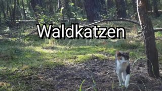 Waldkatzen [upl. by Mackay]