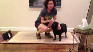 11 Flatfooting lesson  Forward Chug quotstep chug chug chugquot  variations of free leg Schipperke [upl. by Areema]