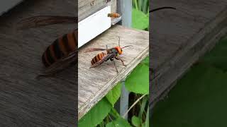 Clumsy Giant Hornet Cant Keep Up with Speedy Honeybees [upl. by Ellen]