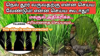 தெளிவாக மீண்டும் நெல் தூர் வருவதற்கு என்ன செய்யவேண்டும்  Paddy more tillering [upl. by Billen151]