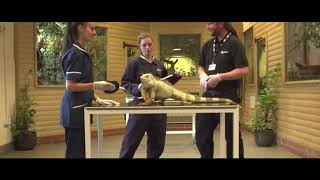 Moulton College  Animal Welfare Courses [upl. by Con250]