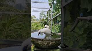 JALAK BALI JINAK BERSERTIFIKAT DI KANDANG AVIARY VIDIO SHORTH [upl. by Conni277]