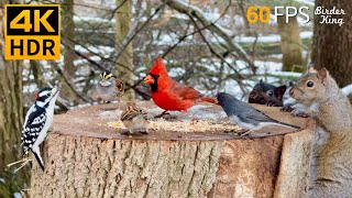 Cat TV for Cats to Watch 😺 Romantic Snow with Lovely Birds and Squirrels 🐿 8 Hours 4K HDR 60FPS [upl. by Yema]