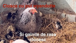 Si gainile de rasa clocesc Closca cu pui wyandotte [upl. by Rozalin]