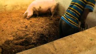 Pig Farming training video ZOA Uganda [upl. by Eelana243]