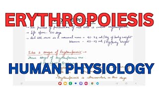 ERYTHROPOIESIS Human Physiology Red Blood Cells formation [upl. by Shanan]