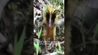 Lowland Streaked Tenrec  Madagascar’s Unique Insect Hunter [upl. by Airun]