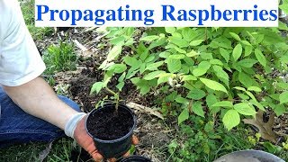 Propagating Raspberries [upl. by Carmel]