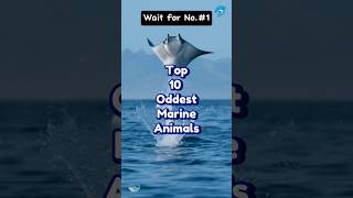 Top 10 oddest marine animals trending [upl. by Whitebook]