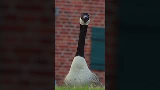 Ganso Canadiense Caminando en la calle  Aves silvestres de Alemania aves naturaleza [upl. by Neevan]