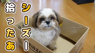 【保護】シーズー犬を拾いました【シーズー×トイプードル犬Vlog】 [upl. by Aisanahta]