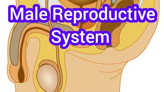 Male Reproductive System [upl. by Applegate580]