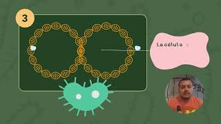 Bacterias fisión binaria ilustrativo [upl. by Flannery398]