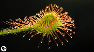 4 DEADLY Carnivorous Plants [upl. by Neomah]