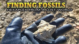 Finding Fossils  Hexaplex from a lost world [upl. by Nilknarf]