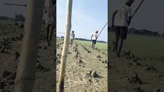 Parwal ki kheti kisan ki khti ka video [upl. by Ggerk]