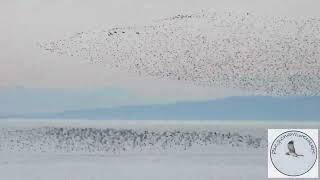 So many migratory birds incredible to watch  hundreds of thousands [upl. by Ernald]