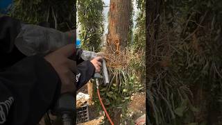 grafting dendrobium plants on wooden poles plants orchid garden short [upl. by Dahc]