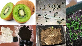 How To Grow A Kiwi Tree or Vine From Seed  1 Year Old [upl. by Cherian424]