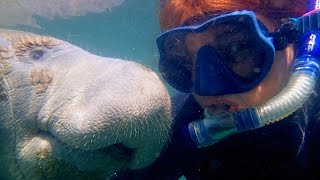 Affectionate Manatee Has Soft Spot For Diver [upl. by Assilym]