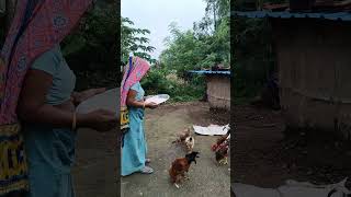 Cockerel Bird short video New shortvideos [upl. by Aikehs]