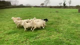 Lot 56 Tywi Nel 131024 Farmers Marts Dolgellau Online Sheepdog Auction [upl. by Ralat]