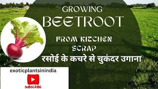 Regrow beetroots from kitchen scrap cuttings  Time lapse 7 days [upl. by Cranford]