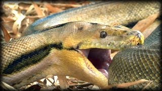 Python eats Pig 01  Dangerous Animals [upl. by Notsur187]