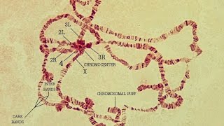 LACTOPROPIONICORCEIN STAINED POLYTENE CHROMOSOME OF Drosophila sp [upl. by Aramoiz]