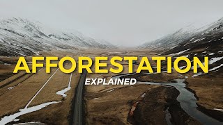 What is Afforestation  Eco Facts  One Tree Planted [upl. by Lundberg]