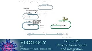 Virology 2014 lecture 9  Reverse transcription and integration [upl. by Elay]