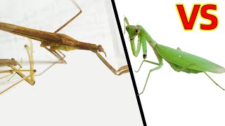 獨臂螳螂 VS 水螳螂，結果會怎樣？ Water praying mantis [upl. by Ally]