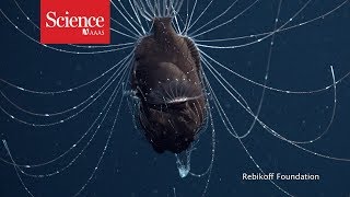 First footage of deepsea anglerfish pair [upl. by Happ]