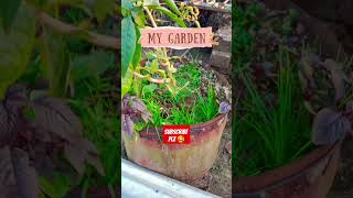 My Gardening 🥰 viral gardening shorts [upl. by Enicnarf145]