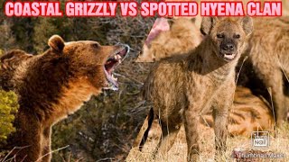 COASTAL GRIZZLY BEAR VS SPOTTED HYENA CLAN  SIZE VS NUMBERS [upl. by Corb263]