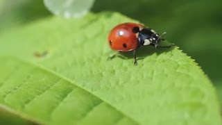 Leben  Was ist das Trailer Schulfilm Biologie [upl. by Anahsek927]