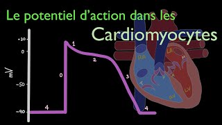 Potentiel daction à travers le cœur  les cardiomyocytes contractiles [upl. by Eiznek]