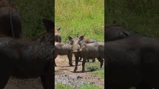 Watch the Incredible Animals of Tanzanias Safari [upl. by Inglis]