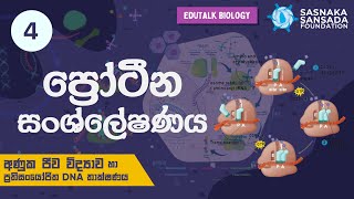 ප්‍රෝටීන සංශ්ලේෂණය  Protein Synthesis  EduTalk Biology [upl. by Hannis301]