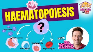 Hematopoiesis  Erythropoiesis [upl. by Lonnie716]