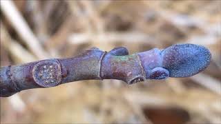 Tulip Tree Liriodendron tulipifera  buds amp leaf scar close up  December 2017 [upl. by Callahan]